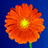 Maditas Avatar