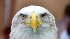 MrEagles Avatar